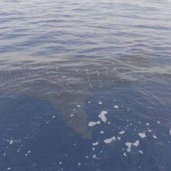 遊漁船 新鋭丸 釣果