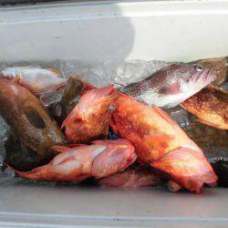 大進丸（新潟） 釣果