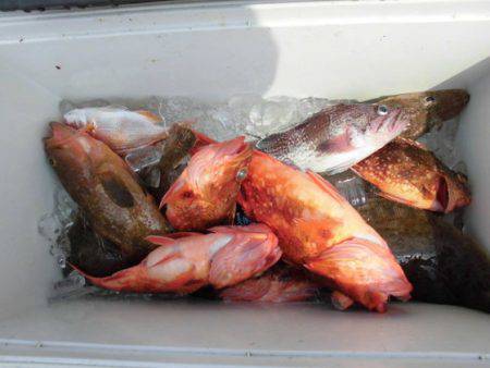 大進丸（新潟） 釣果