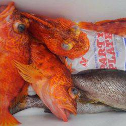 遊漁船 新鋭丸 釣果