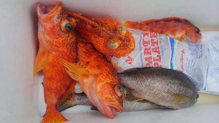 遊漁船 新鋭丸 釣果