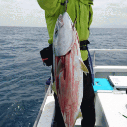 遊漁船ブルーウッズ 釣果