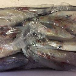 幸風（さちかぜ） 釣果