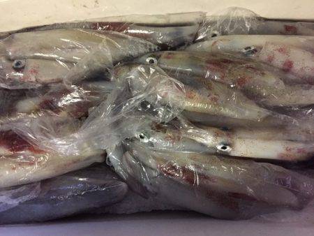 幸風（さちかぜ） 釣果