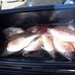 大進丸(新潟) 釣果