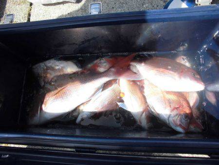 大進丸(新潟) 釣果