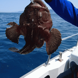 遊漁船ブルーウッズ 釣果