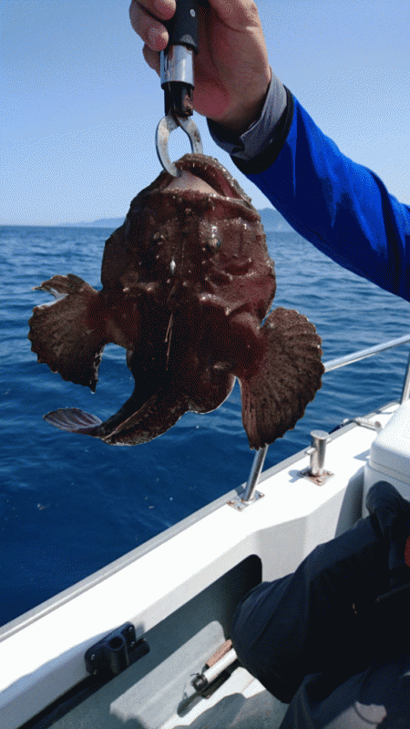 遊漁船ブルーウッズ 釣果