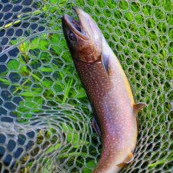 小菅トラウトガーデン 釣果