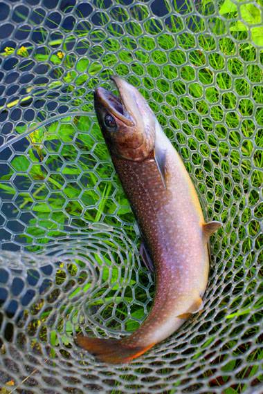 小菅トラウトガーデン 釣果