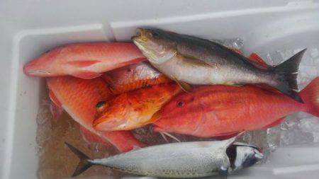 遊漁船 新鋭丸 釣果