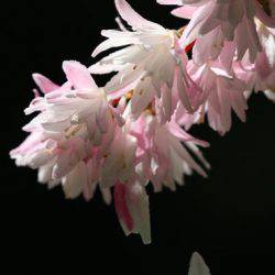 小菅トラウトガーデン 釣果