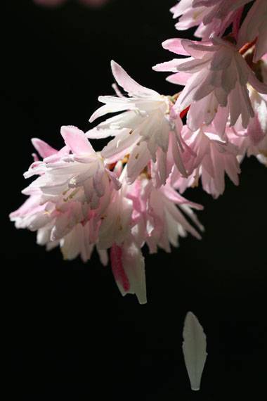 小菅トラウトガーデン 釣果