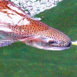 小菅トラウトガーデン 釣果