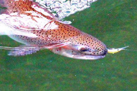 小菅トラウトガーデン 釣果