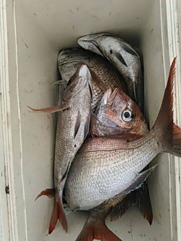 フィッシングガイド りょう 釣果