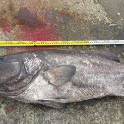 武勝丸（ぶしょうまる） 釣果