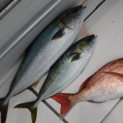 BlueNote Fishing Taxi 釣果