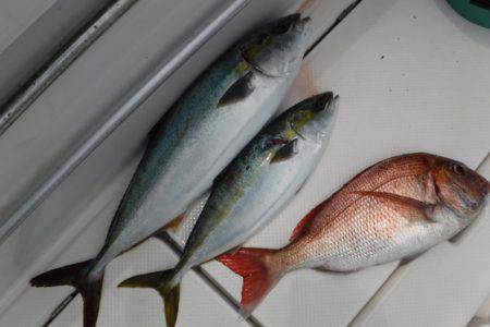 BlueNote Fishing Taxi 釣果