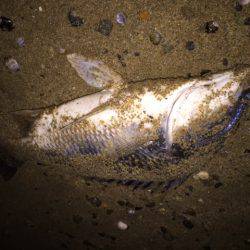 キビレ調査　ＮＯ，２５