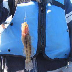 オリジナルメーカー海づり公園(市原市海づり施設) 釣果