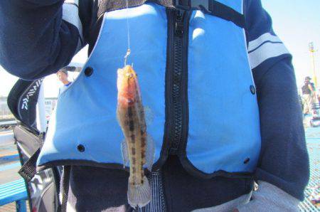 オリジナルメーカー海づり公園(市原市海づり施設) 釣果