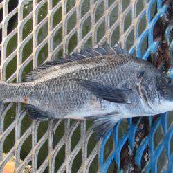 オリジナルメーカー海づり公園(市原市海づり施設) 釣果