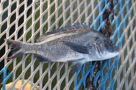 オリジナルメーカー海づり公園(市原市海づり施設) 釣果