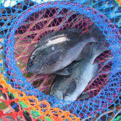 オリジナルメーカー海づり公園(市原市海づり施設) 釣果