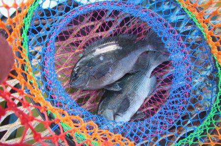 オリジナルメーカー海づり公園(市原市海づり施設) 釣果