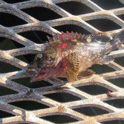 オリジナルメーカー海づり公園(市原市海づり施設) 釣果