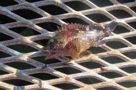 オリジナルメーカー海づり公園(市原市海づり施設) 釣果