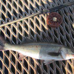 オリジナルメーカー海づり公園(市原市海づり施設) 釣果