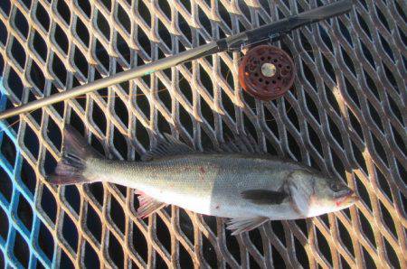オリジナルメーカー海づり公園(市原市海づり施設) 釣果