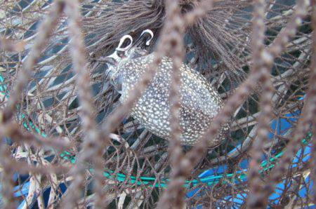 オリジナルメーカー海づり公園(市原市海づり施設) 釣果