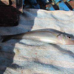 オリジナルメーカー海づり公園(市原市海づり施設) 釣果