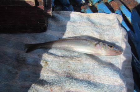 オリジナルメーカー海づり公園(市原市海づり…