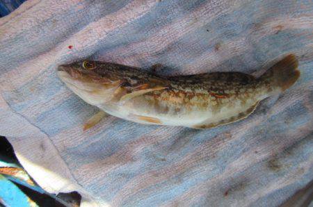 オリジナルメーカー海づり公園(市原市海づり施設) 釣果