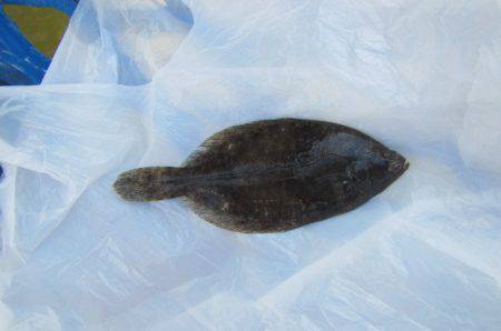 オリジナルメーカー海づり公園(市原市海づり施設) 釣果