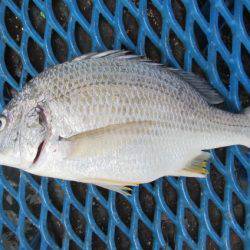 オリジナルメーカー海づり公園(市原市海づり施設) 釣果