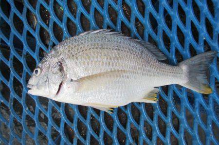オリジナルメーカー海づり公園(市原市海づり…