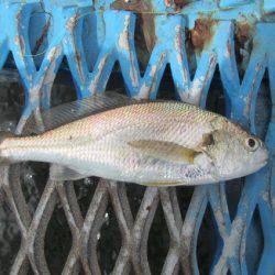 オリジナルメーカー海づり公園(市原市海づり施設) 釣果