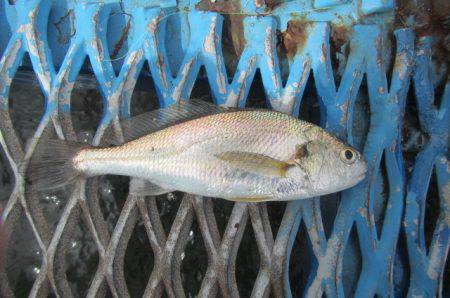 オリジナルメーカー海づり公園(市原市海づり施設) 釣果