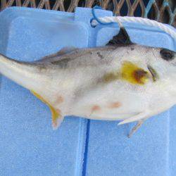 オリジナルメーカー海づり公園(市原市海づり施設) 釣果