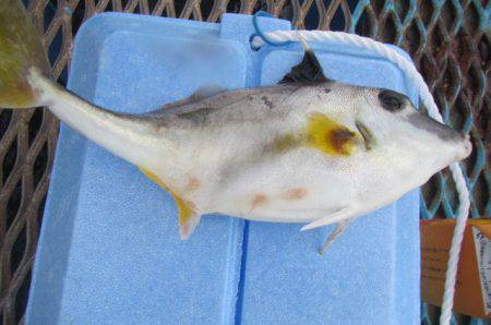 オリジナルメーカー海づり公園(市原市海づり施設) 釣果