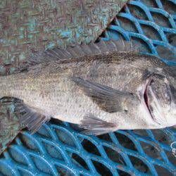 オリジナルメーカー海づり公園(市原市海づり施設) 釣果