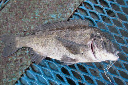 オリジナルメーカー海づり公園(市原市海づり施設) 釣果