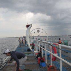 オリジナルメーカー海づり公園(市原市海づり施設) 釣果