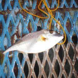 オリジナルメーカー海づり公園(市原市海づり施設) 釣果