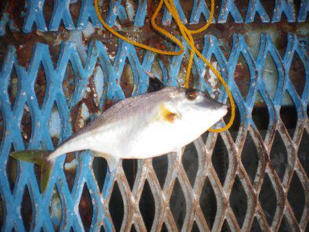 オリジナルメーカー海づり公園(市原市海づり施設) 釣果